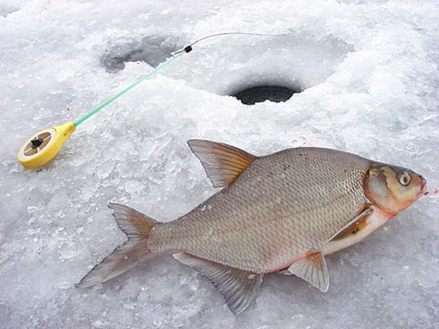Лещ зимой - зимняя рыбалка