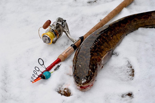 Ловля налима зимой – увлекательная зимняя рыбалка на хищника