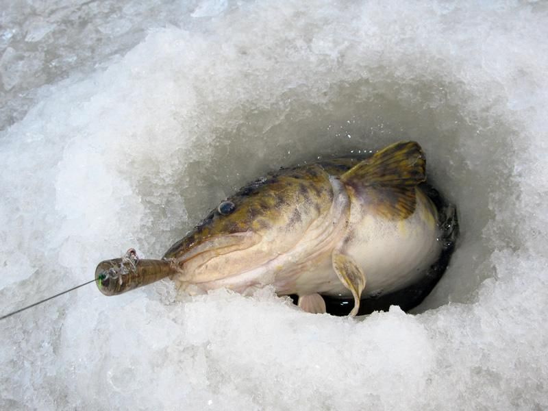 Ловля налима – особенности зимней рыбалки на речного хищника
