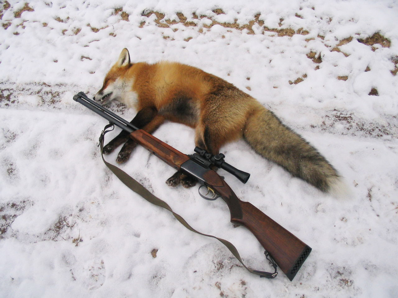 зимняя охота на лисицу