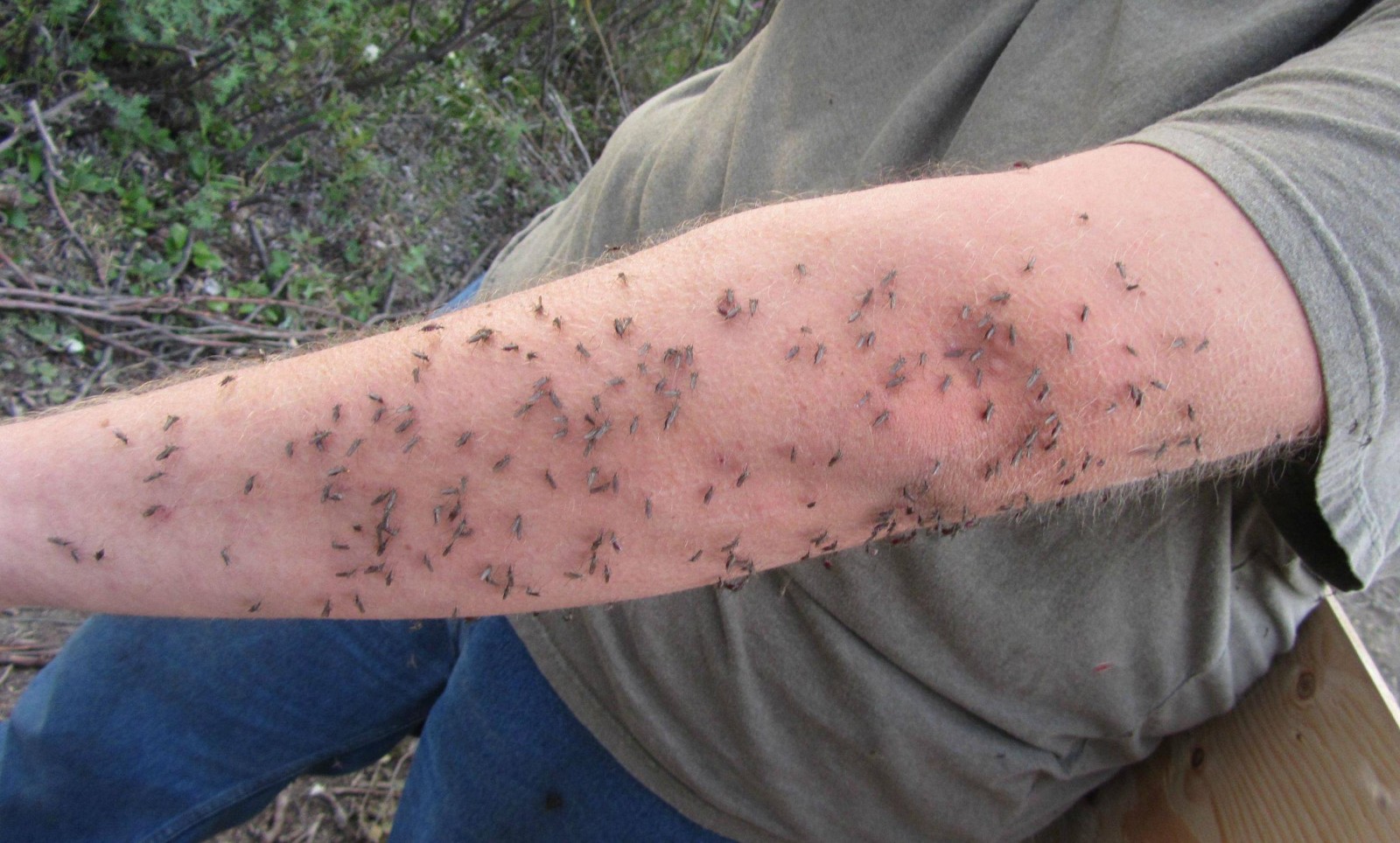 Защита от комаров в лесу