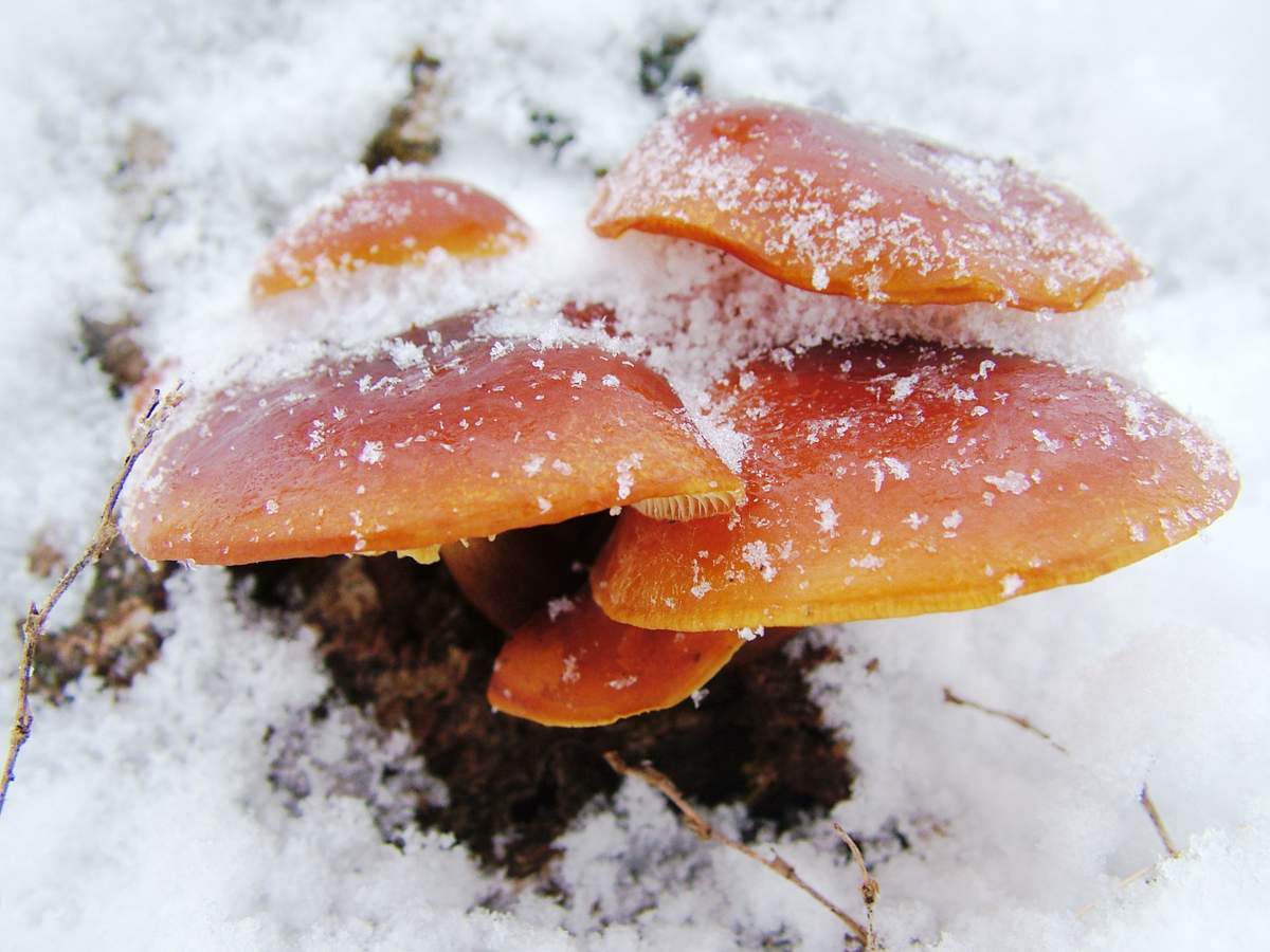 Зимние грибы - зимние опята