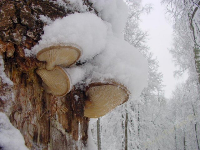 Какие грибы зимой растут в Подмосковье 