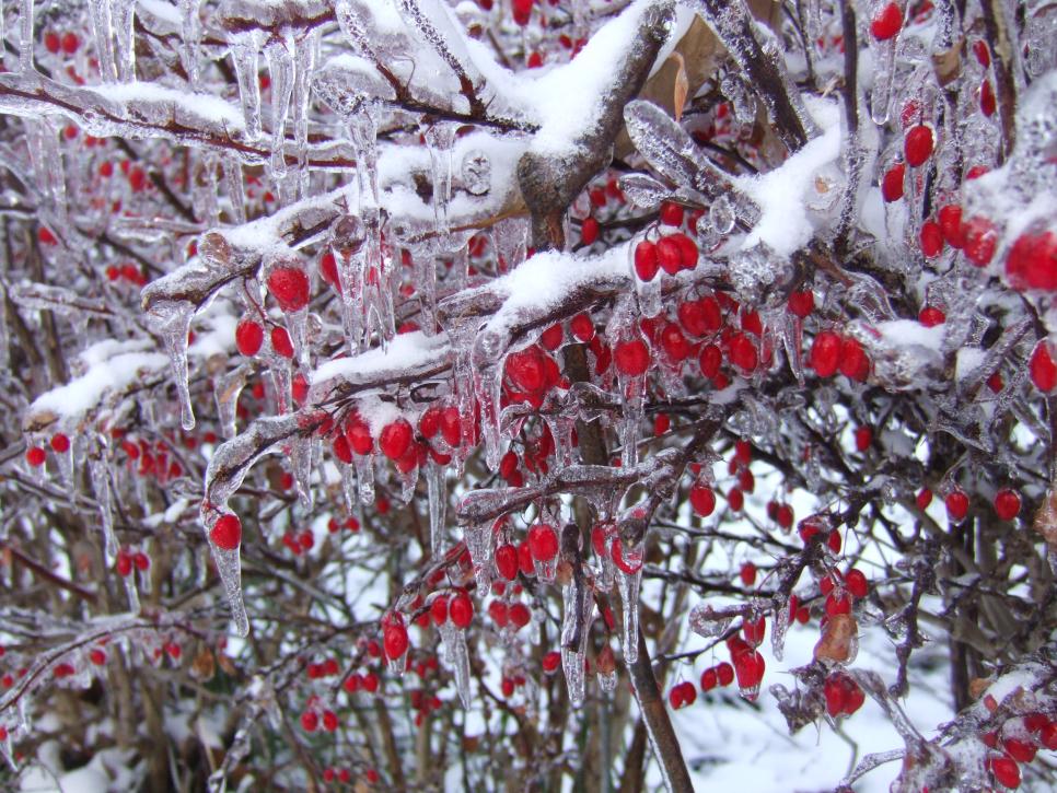 Зимние ягоды барбариса