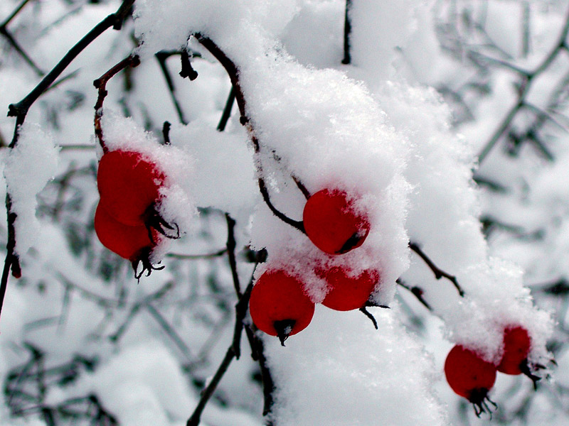 Боярышник - зимние ягоды